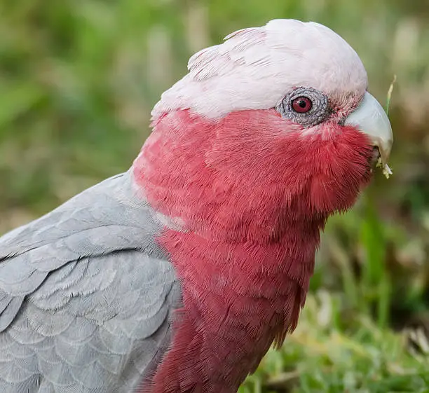 Female galahs have pink eyes (males have dark eyes). This one is walking on the ground, chewing a succulent grass stem.