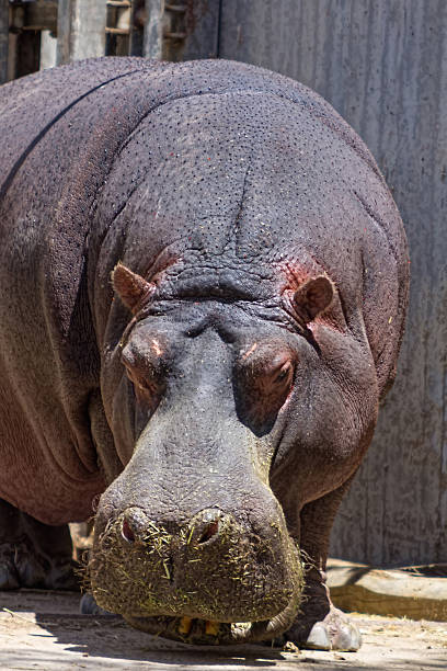 istock African hippo looking for food 513077359