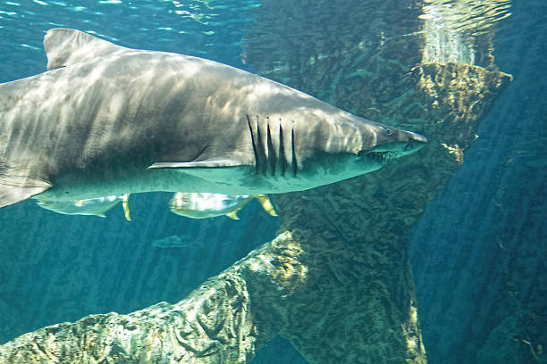 istock dangerous bull shark jaw huge 513077405