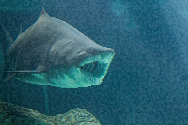 istock dangerous bull shark jaw huge 513077407