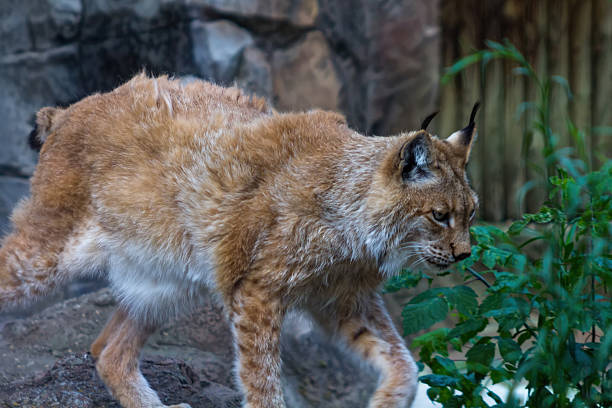 Lynx in captivity. Wild lynx in a cage. Beautiful portrait of a lynx looking into the distance.