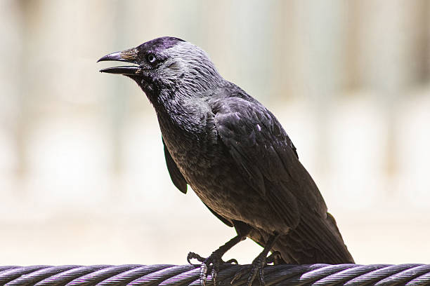 istock glossy black bird with blue eyes 513077529