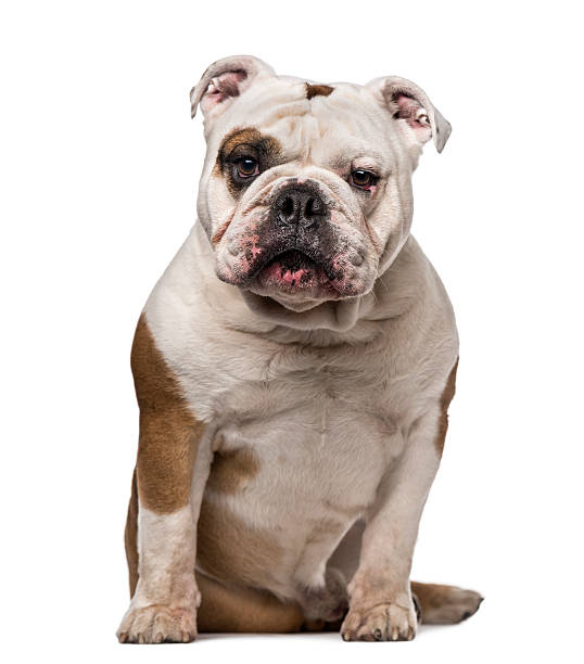 istock English Bulldog (6 years old) 513077569