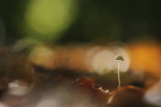 fungo ombrelliforme - fungus moss log magic mushroom foto e immagini stock
