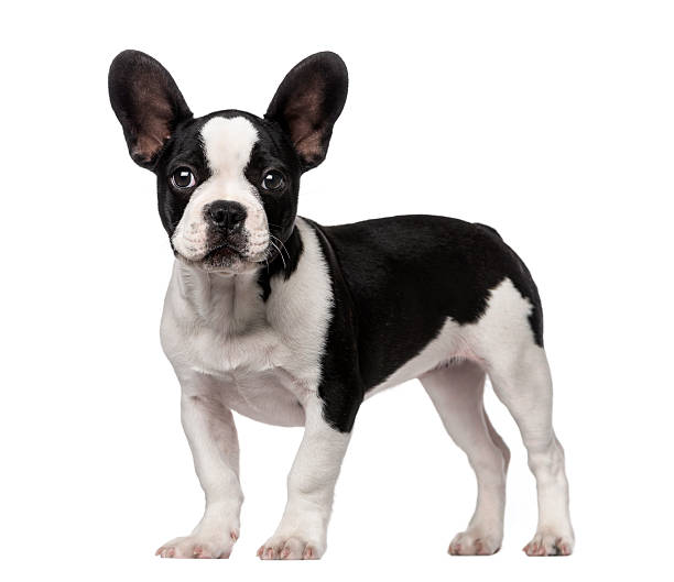 istock French Bulldog puppy (3 months old) 513077875