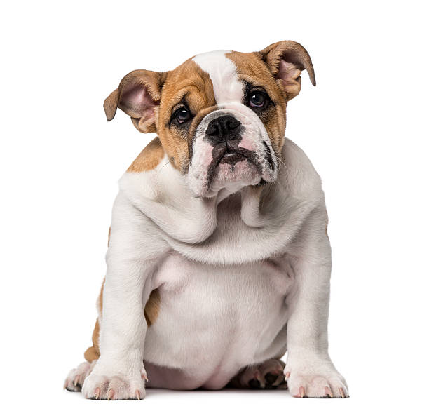 istock English Bulldog puppy (3 months old) 513077977