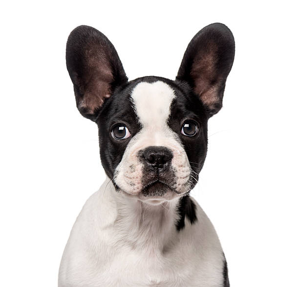 istock French Bulldog puppy (3 months old) 513077989