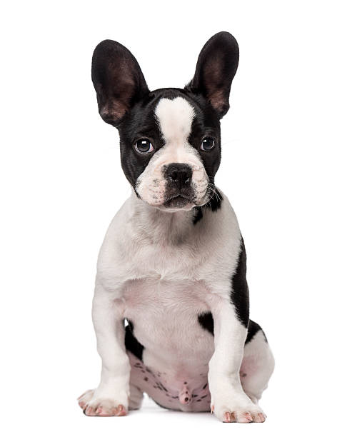 istock French Bulldog puppy (3 months old) 513078109