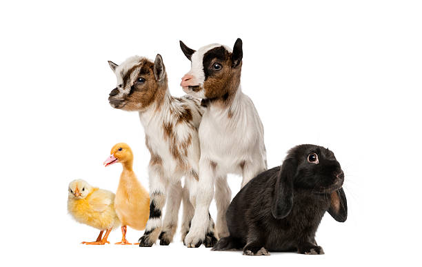 istock Group of farm animals 513099027