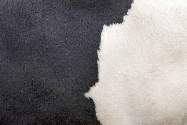 ブラックとホワイトの部品の牛革 - fur cow cattle textur ストックフォトと画像