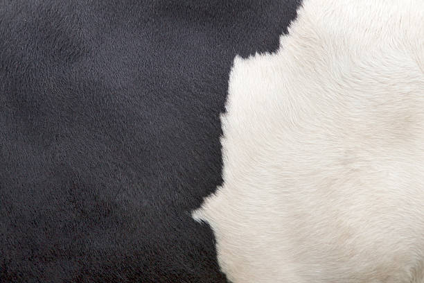 black and white parts of cowhide