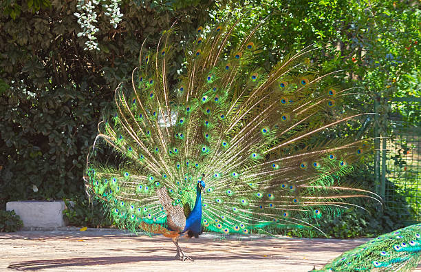 istock peacock with colorful tail fanned 513100085