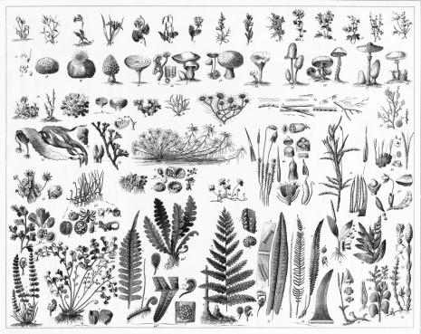 Engraved illustrations of Representatives of the Algae, Fungi, Bryophyta, Polypodiophyta and other Non-Flowering Plants from Iconographic Encyclopedia of Science, Literature and Art, Published in 1851. Copyright has expired on this artwork. Digitally restored.