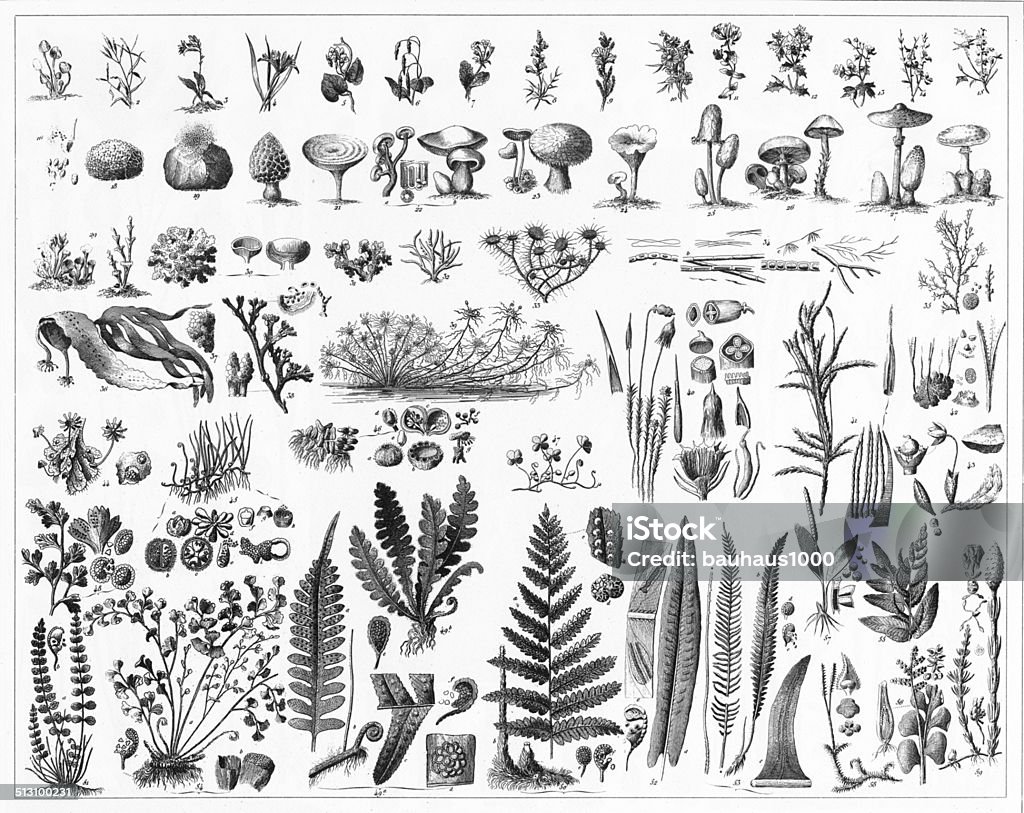 Fungi, Mushrooms, Algae and Non-Flowering Plants Engraved illustrations of Representatives of the Algae, Fungi, Bryophyta, Polypodiophyta and other Non-Flowering Plants from Iconographic Encyclopedia of Science, Literature and Art, Published in 1851. Copyright has expired on this artwork. Digitally restored. Edible Mushroom stock illustration