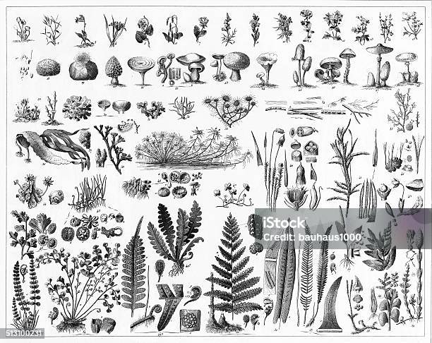 Fungi Mushrooms Algae And Nonflowering Plants Stock Illustration - Download Image Now - Edible Mushroom, Illustration, Mushroom