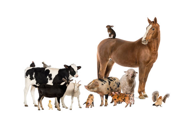 istock Group of farm animals 513100339