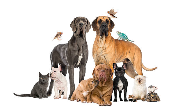 istock Group of pets - Dog, cat, bird, reptile, rabbit, isolated 513100341