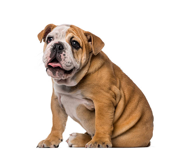 istock English Bulldog puppy (4 months old) 513100353