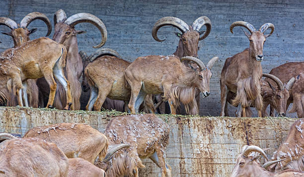 istock European mountain goats with big horns 513100947