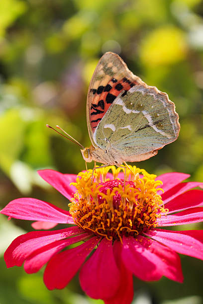 argynnis paphia mariposa en flor zinnia - argynnis fotografías e imágenes de stock