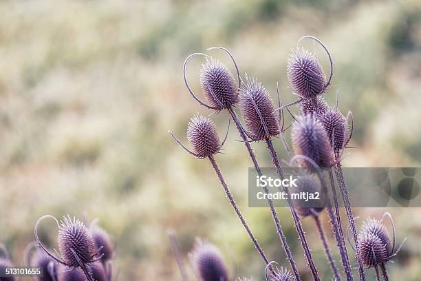 Winter Flowers Stock Photo - Download Image Now - Close-up, Color Image, Flower