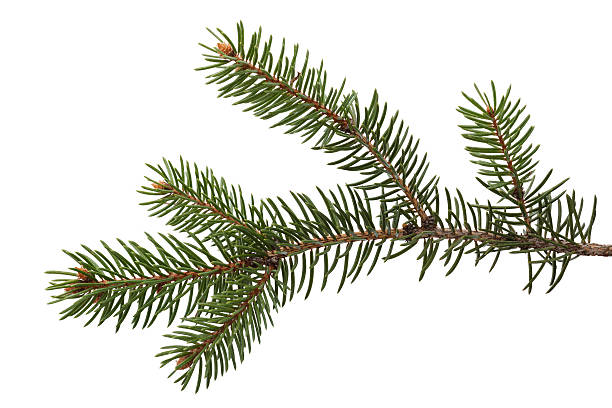 istock Fresh branch of a fir 513101777