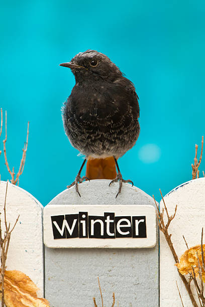 istock Bird perched on a fence decorated with the word Winter 513102019