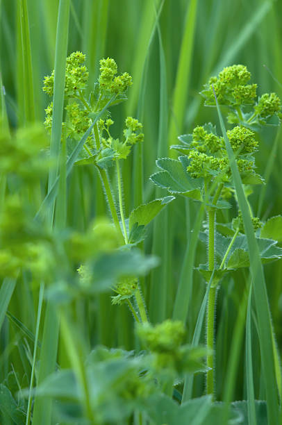 istock Lady's mantle (Alchemilla) on a field close-up 513102161