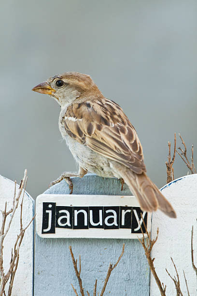 istock Bird perched on a fence decorated with the word January 513102327