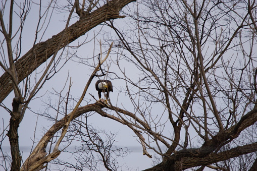 This Bald Eagle is resting and eating a meal in a tree that hangs over the Tennessee river below Kentucky Dam.