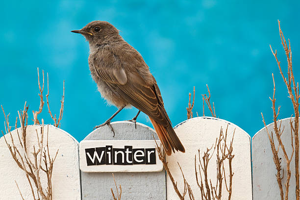 istock Bird perched on a fence decorated with the word Winter 513102621