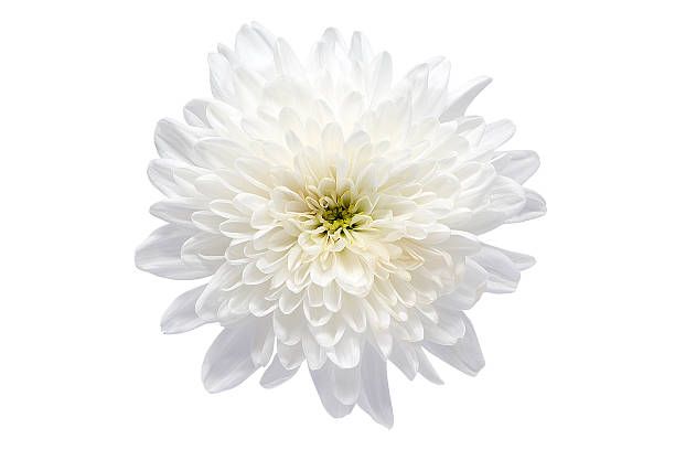 istock Chrysanthemum White Flower Isolated on White with clipping path. 513102767