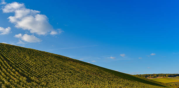 istock Vineyard Sunrise - Champagne Vineyard 513103208