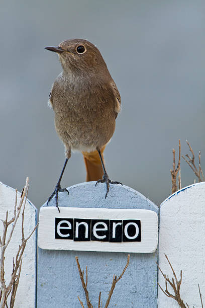 Bird perched on a January decorated fence
