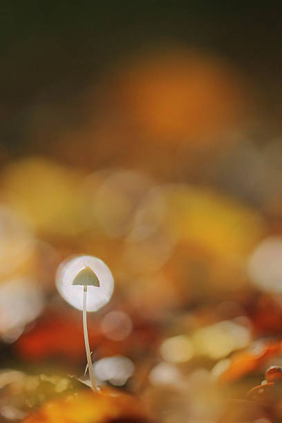 毒茸 - magic mushroom moss autumn outdoors ストックフォトと画像