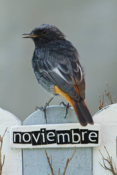 istock Bird perched on a fence decorated with the word November 513103913