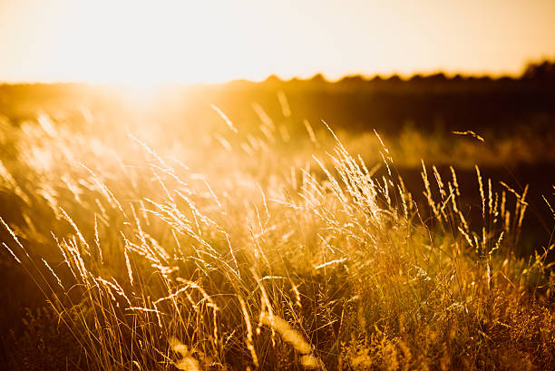 istock Wildflowers in meadow during sunrise 513104190