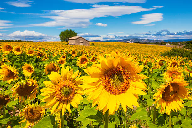 istock Beautiful landscape with sunflower field 513104453