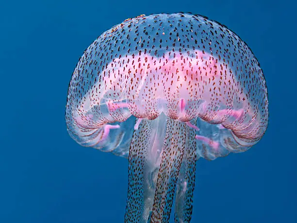 Photo of Luminescent jellyfish, Feuerqualle (Pelagia noctiluca)