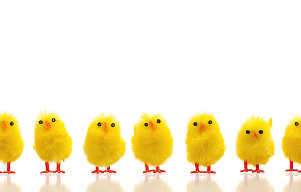 istock Abundance of easter chicks on a row 513104980