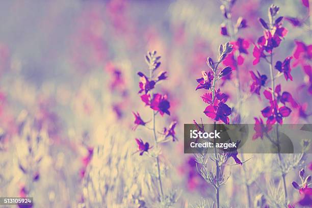 Purple Wild Flowers Stock Photo - Download Image Now - Abstract, Agricultural Field, Beauty In Nature