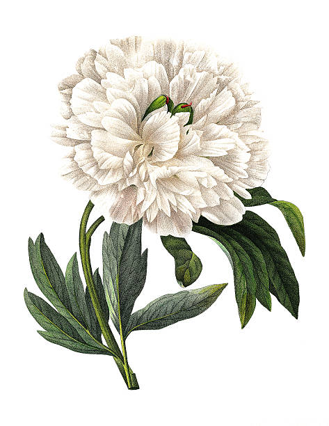 paeonia officinalis/redoute цветок иллюстрации - illustration and painting antique old fashioned engraving stock illustrations