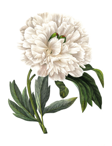 High resolution illustration of a Paeonia officinalis (European peony or common peony). Engraving by Pierre-Joseph Redoute. Published in Choix Des Plus Belles Fleurs, Paris (1827).