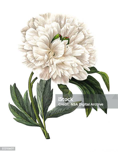 Paeonia Officinalis Redoubt Flower Illustrations Stock Illustration - Download Image Now - Flower, Illustration, Old-fashioned