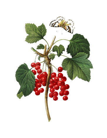 High resolution illustration of a red currant (Ribes rubrum). Engraving by Pierre-Joseph Redoute. Published in Choix Des Plus Belles Fleurs, Paris (1827).