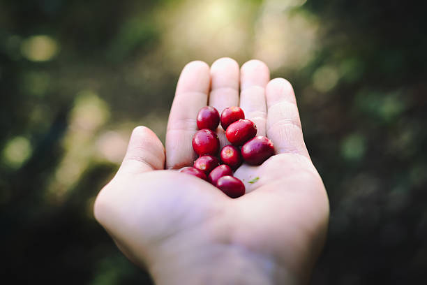 istock Fresh organic coffee beans on hand. 513106686
