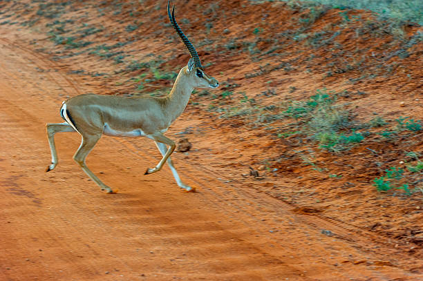 Thomson Gazelle in Tsavo East National Park