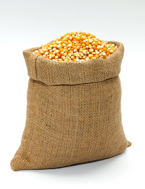 Corn In The Sack Stock Photo - Download Image Now - Corn - Crop, Sack, Bag - iStock