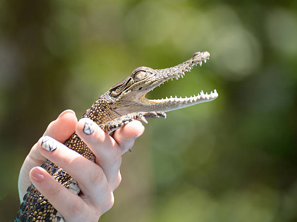 istock Small alligator in a women hand, Sri Lanka 513110504