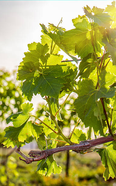 istock Vine branch in the sunlight 513110824